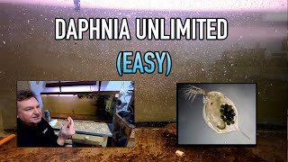 How I Raise Daphnia Water Fleas And You Can Too [upl. by Moersch]