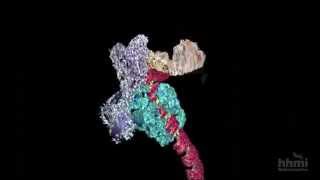 DNA Transcription Advanced Detail  HHMI BioInteractive Video [upl. by Noirb892]