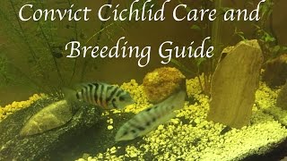 Convict Cichlid Care and Breeding Guide [upl. by Eanrahc820]