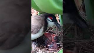 Red Whiskered Bulbul Bird [upl. by Arihaj]