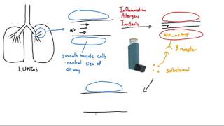 Salbutamol Ventolin Explained in 2 Minutes [upl. by Alletnahs46]