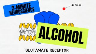 2Minute Neuroscience Alcohol [upl. by Kinsley]