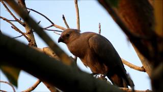 Grey loerie Corythaixoides concolor birds in Gauteng South Africa [upl. by Nho]