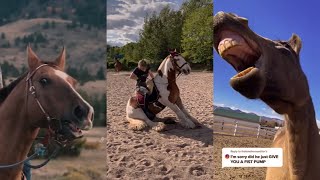 Horse Videos That Went Viral 10 [upl. by Scoter]