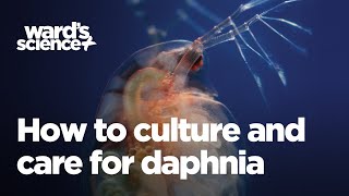 Caring and Culturing for Daphnia [upl. by Nnayhs]