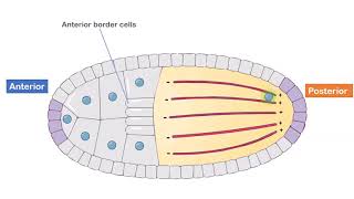 Axis Formation in Drosophila [upl. by Summers]