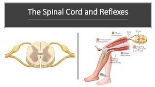 Spinal Cord and Reflexes [upl. by Htiduy132]