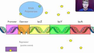 Gene Regulation [upl. by Krasnoff]