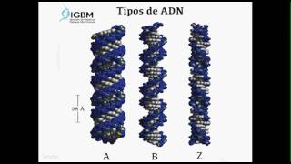 Formas estructurales del ADN [upl. by Benildas]