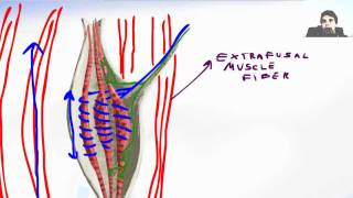 Muscle Spindle  Muscle Stretch Reflex [upl. by Ralaigh991]