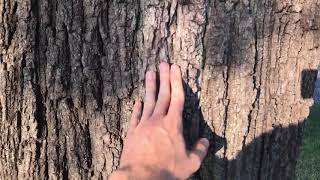 Tree of Heaven vs Walnuts amp Sumacs How to Identify [upl. by Egwan136]