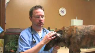 How to Heal a Hematoma in a Dogs Ear [upl. by Katzen]