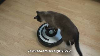 Cat shows HOW TO use iRobot Roomba Vacuum [upl. by Tartan]