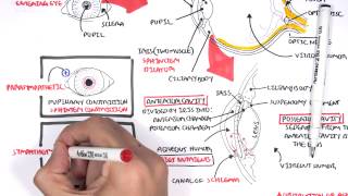 Anatomy  Eye Overview [upl. by Lamont]