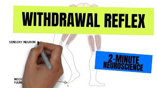 2Minute Neuroscience Withdrawal Reflex [upl. by Gennifer]