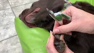 How to Trim Your Dogs Dark Nails [upl. by Aynahs945]