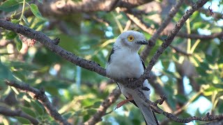 Birds of Northern South Africa part 5 [upl. by Comptom]