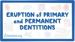 Eruption of primary and permanent dentitions [upl. by Ehcadroj]