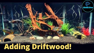 Adding Driftwood to Aquariums  New Aquascapes [upl. by Rodina857]