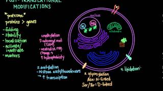 Post Translational Modifications [upl. by Gabriell]