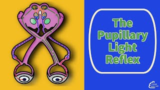 The Pupillary Light Reflex [upl. by Leanatan]