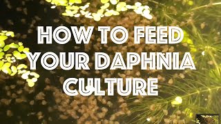 How To Feed Your Daphnia Culture [upl. by Lihka]