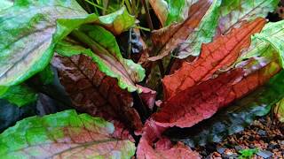 Cryptocoryne wendtii Green Gecko [upl. by Annawad12]