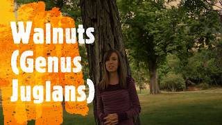 How to Identify Walnut Trees [upl. by Ahsikcin190]