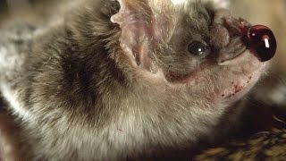 How Vampire Bats Suck Blood for 30 Minutes Unnoticed [upl. by Adelind994]