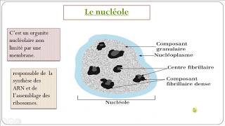 CYTOLOGIE  Le Noyau [upl. by Earb]