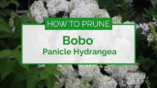 How to Prune Bobo® Hydrangea [upl. by Laure957]