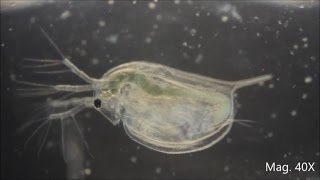 Daphnia magna under the Microscope [upl. by Fortunna808]