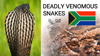 Deadly venomous snakes of South Africa mambas cobras puff adder boomslang twig snake [upl. by Onairpic112]