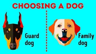 How to Choose the Perfect Dog Breed Just for You [upl. by Einallem391]