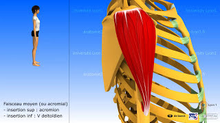 Muscle deltoïde [upl. by Noyart]