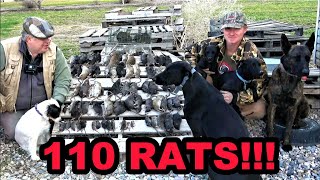 Rats DESTROYED by Mink and Dogs [upl. by Frasco340]