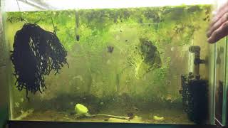 Scuds Daphnia Cherry Shrimp Copepods My aquatic food culture [upl. by Annam]