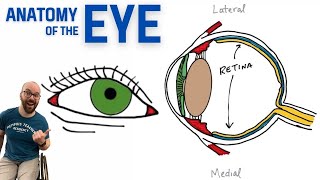 Anatomy of the Eye [upl. by Llenil]