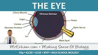 The Eye  GCSE Biology 91 [upl. by Llertniuq]