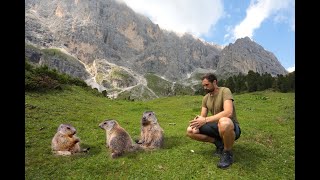 La MARMOTTA sentinella delle Alpi [upl. by Adamik]