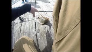 STUNG BY A STINGRAY INSANE FOOTAGE [upl. by Odelle]