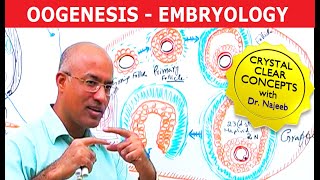 Oogenesis  Gametogenesis  Embryology🩺 [upl. by Amick]