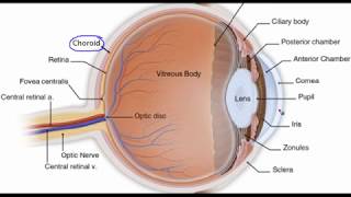 Eye anatomy [upl. by Idou]