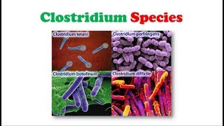 Microbiology  Clostridium Species ✍ 📋 [upl. by Ilhsa]