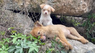 The cry for help of two dogs abandoned by their cruel owner on the side of the road and I saved them [upl. by Noskcire334]