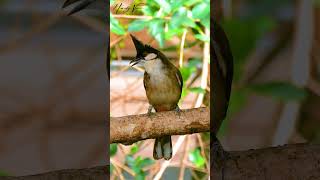 Redwhiskered bulbul bird [upl. by Vandervelde]