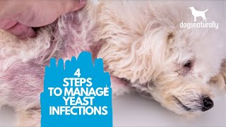 4 Simple Steps to Manage Yeast Infections in Dogs [upl. by Wynne132]