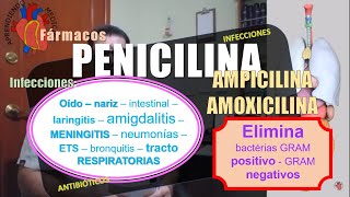 PENICILINA AMOXICILINA AMPICILINA antibióticos [upl. by Jermaine]