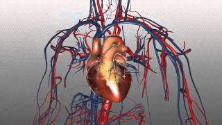 The Heart and Major Vessels  PART 1  Anatomy Tutorial [upl. by Eihctir]