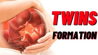 Formation of Twins  Embryology Video for Medical Students  USMLE Step 1 [upl. by Warfold]